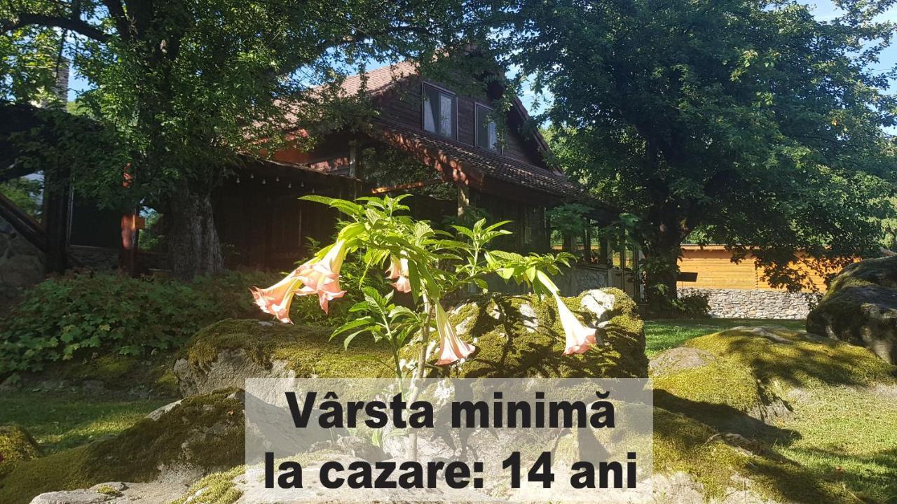 Vistisoara Casa Bunicului 빌라 외부 사진