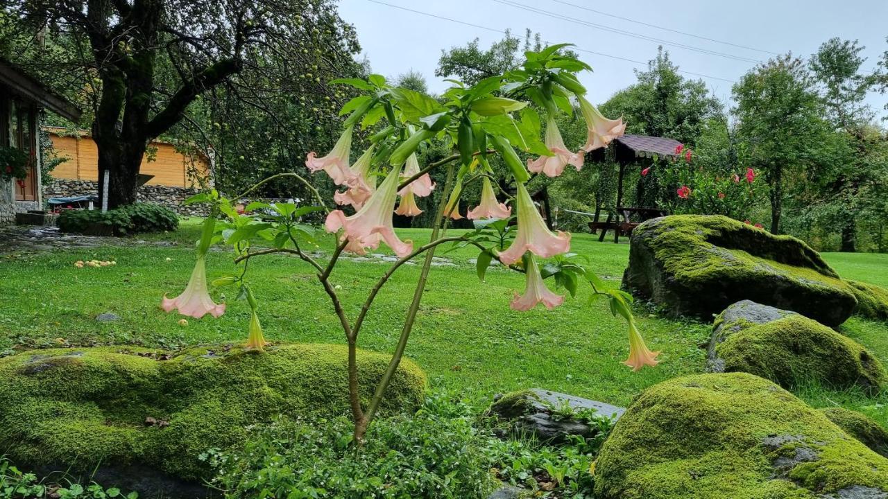 Vistisoara Casa Bunicului 빌라 외부 사진