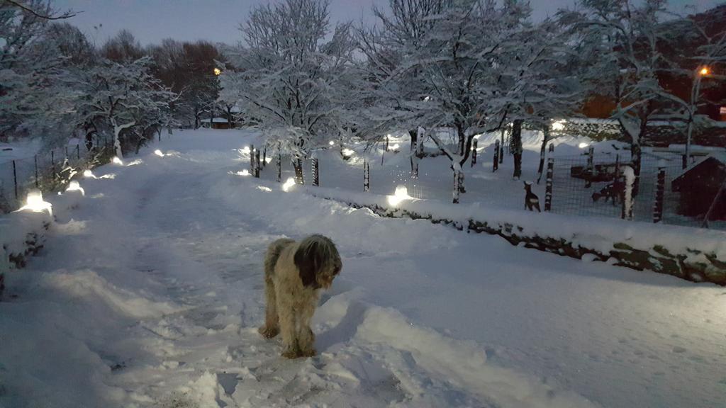 Vistisoara Casa Bunicului 빌라 외부 사진
